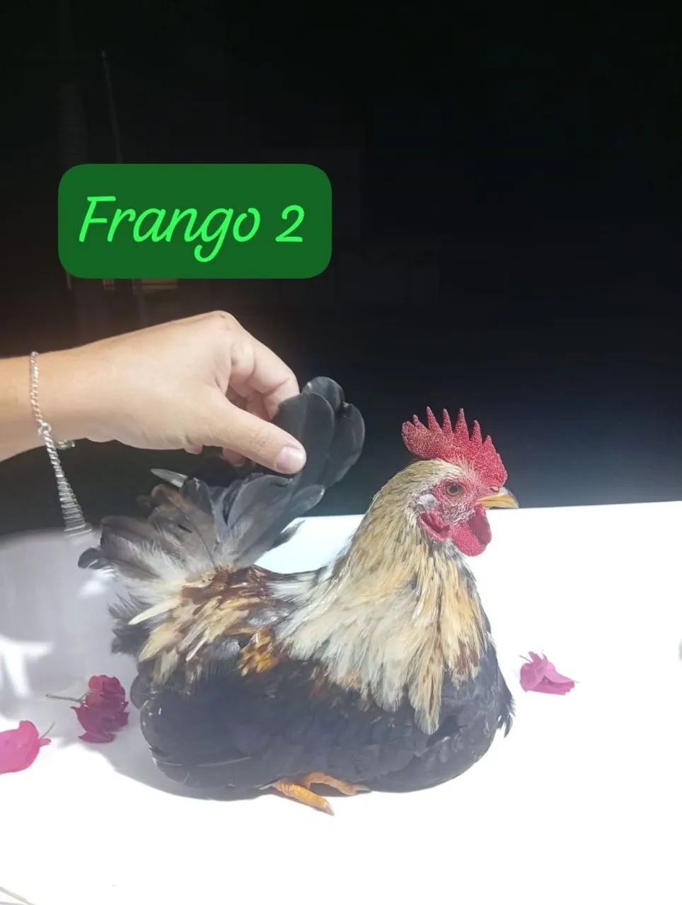 Galize - Foto 4