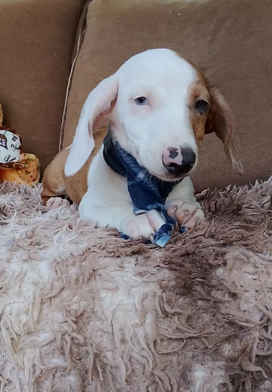 Filhote de Dachshund - Cofap