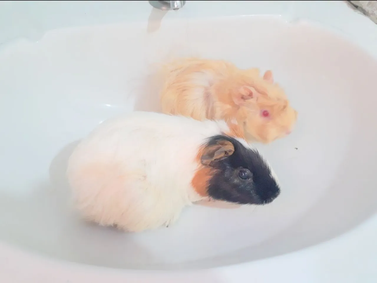 Porquinhos da Índia Lindos e Fofinhos para Adoçar Seu Dia!