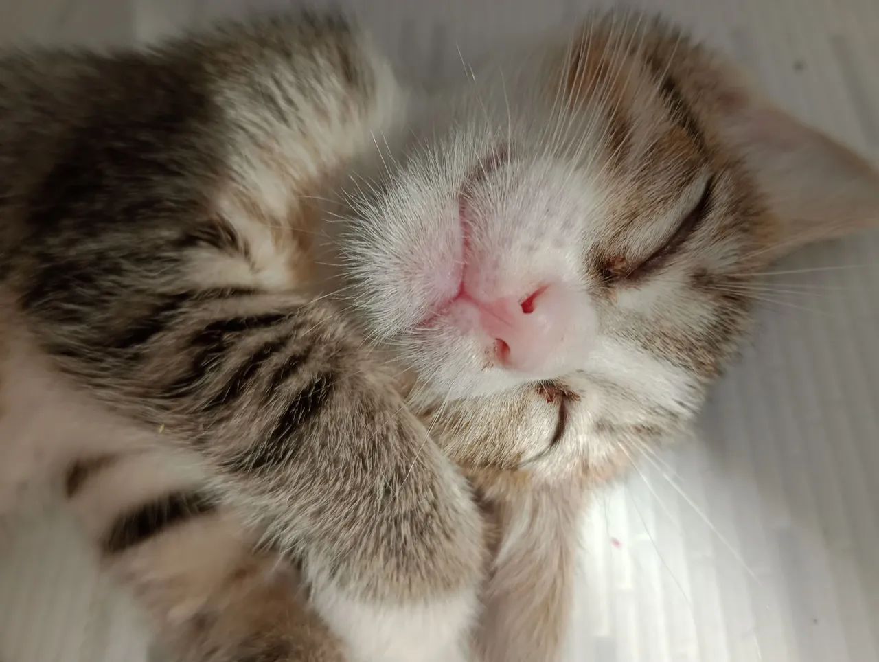 Gatinhos de 1 mês para adoção 