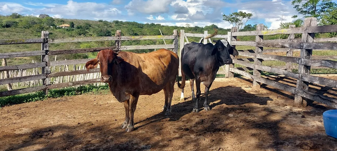 Vaca leiteira