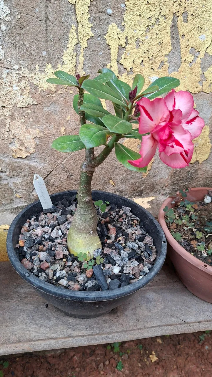 Vendo essas rosas do deserto, some interessados entrar em contato.