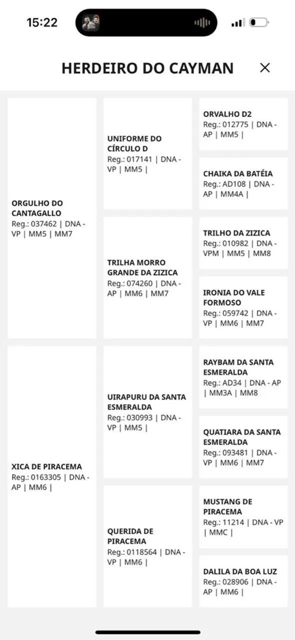 Potro Registrado filho do Orgulho do Cantagallo - Foto 6