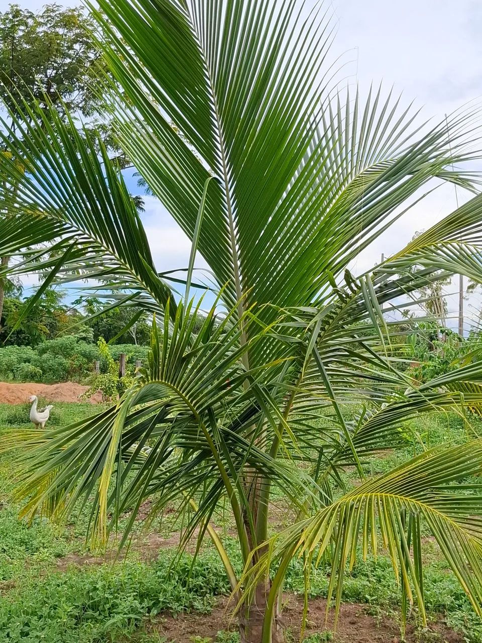  Vendo ou troco chácara 100X386m; área da vila Nova Esperança, Bonfim, há 52 km/Boa Vista. - Foto 4
