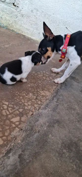 Pinscher micro  - Foto 5