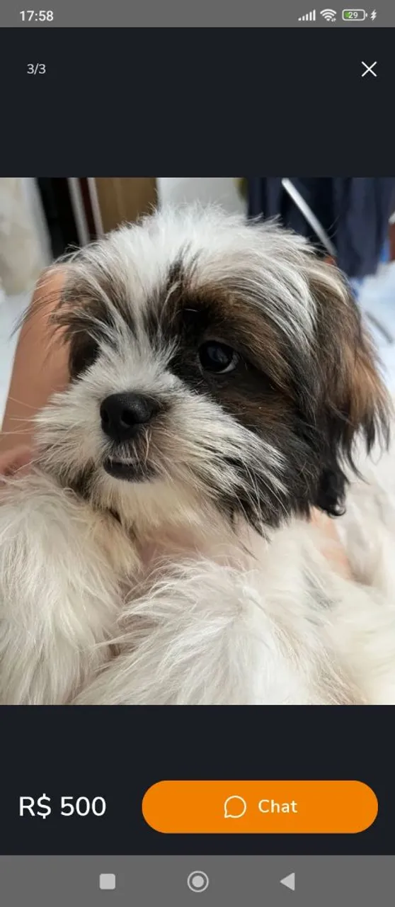 Filhote Shih Tzu 4 meses