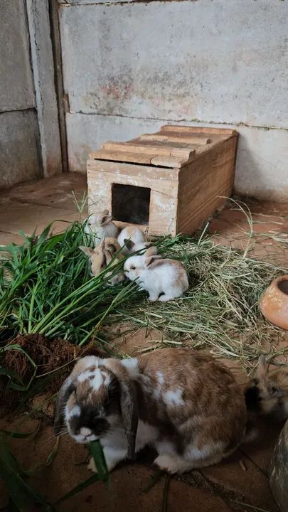 Coelhos mini lop Uruguaio ( os coelhos com orelhas caidas )  - Foto 2