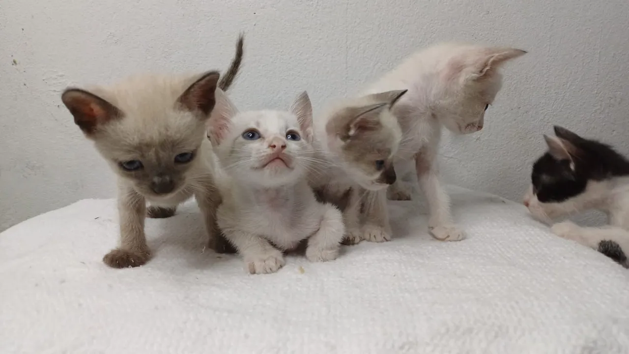 Gatinhos fofinhos para adoção