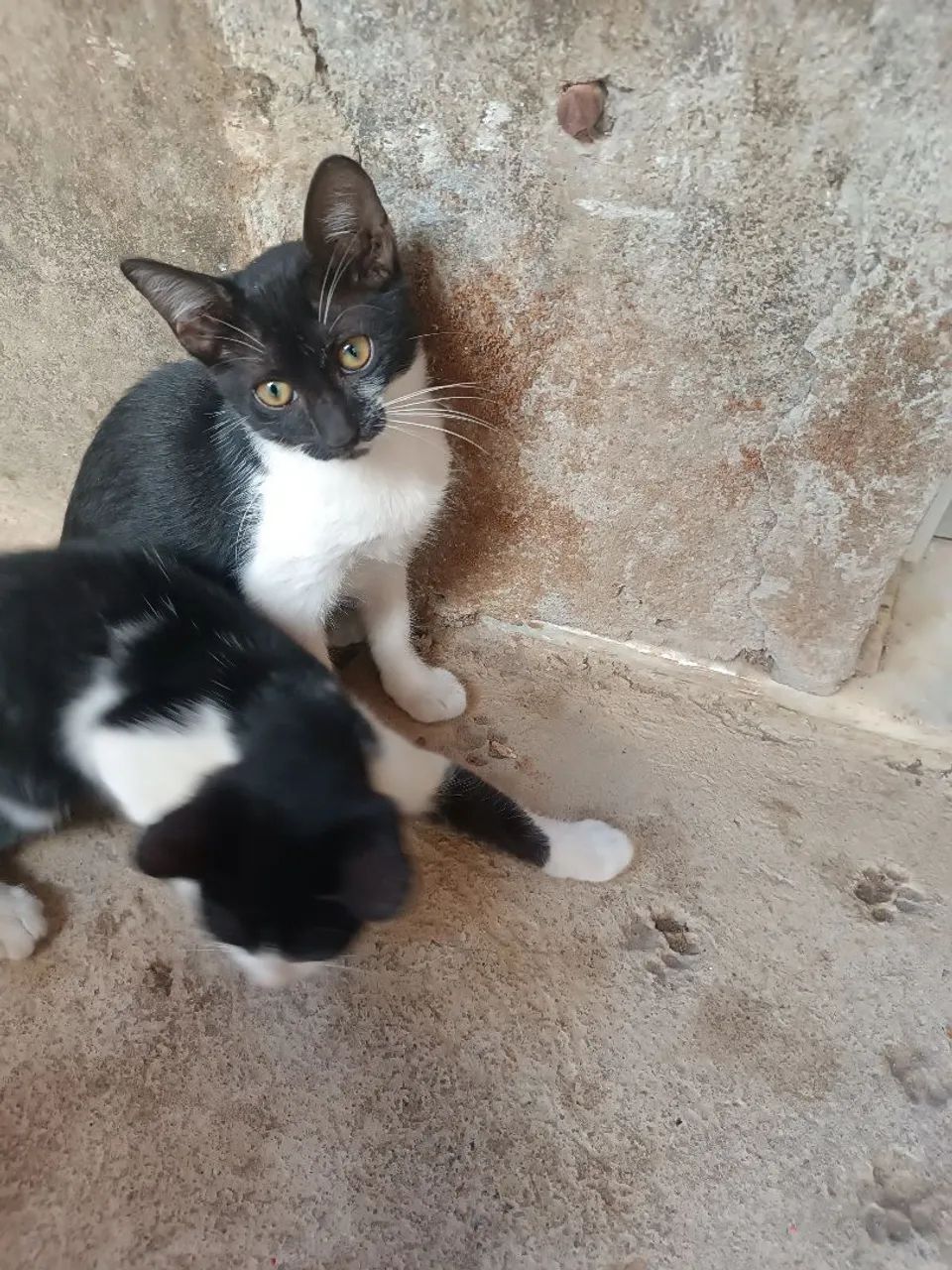 Duas Gatinhas preto e branco disponível para adoção - Foto 2