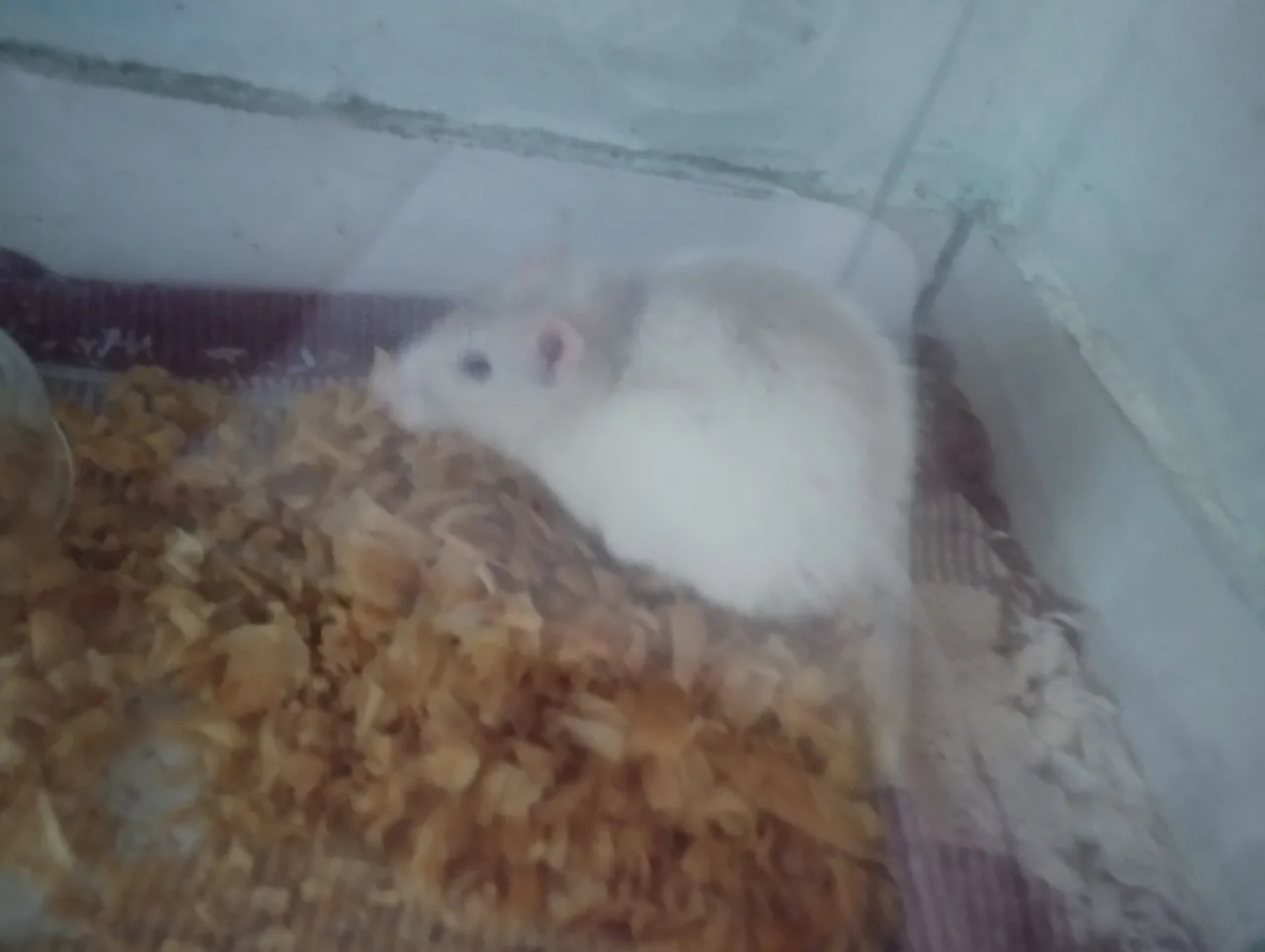 Rato Twister doação