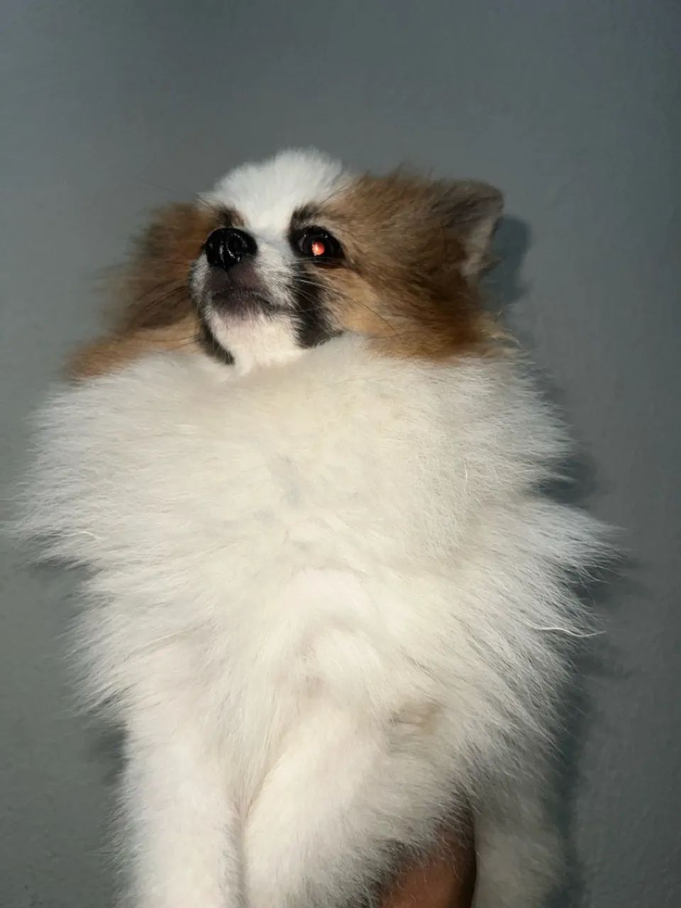 Spitz alemão fêmea anã - PartiLaranja 