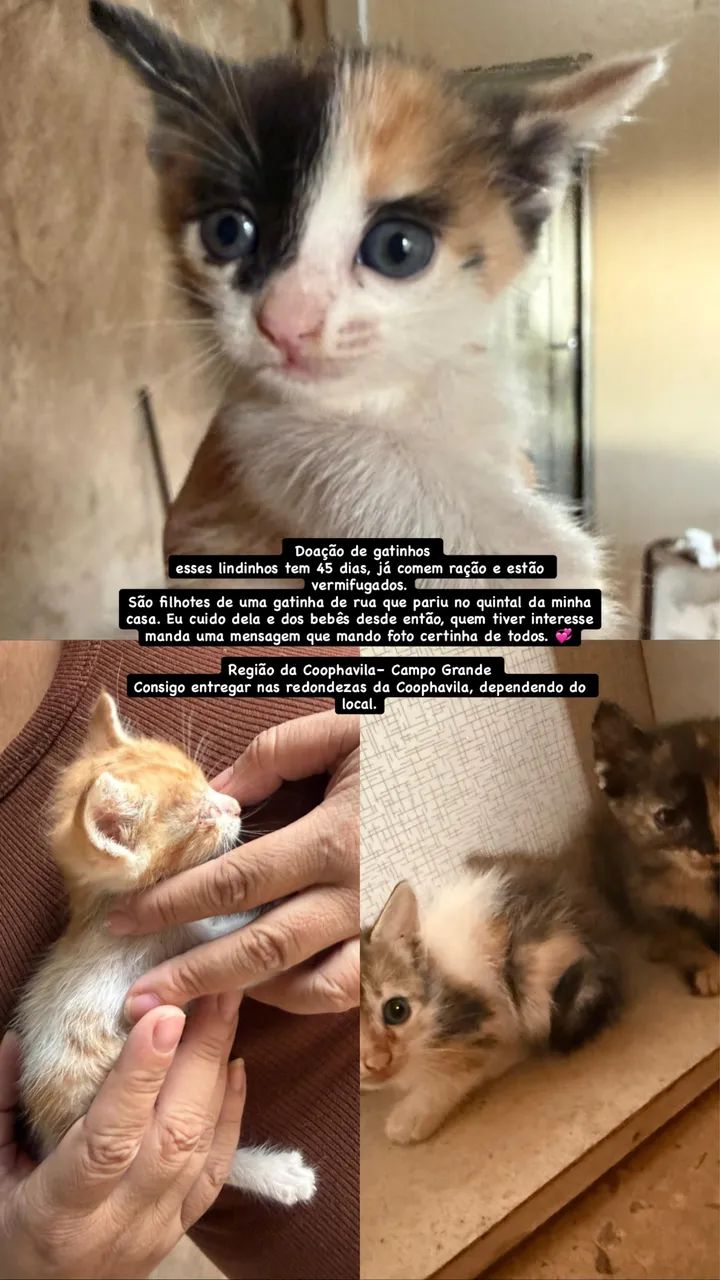 GATINHOS DOAÇÃO  - Foto 2