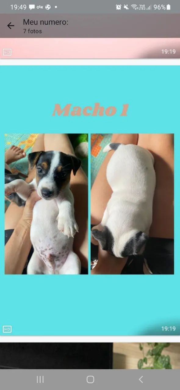 Filhotes Jack Russell Terrier - Foto 4