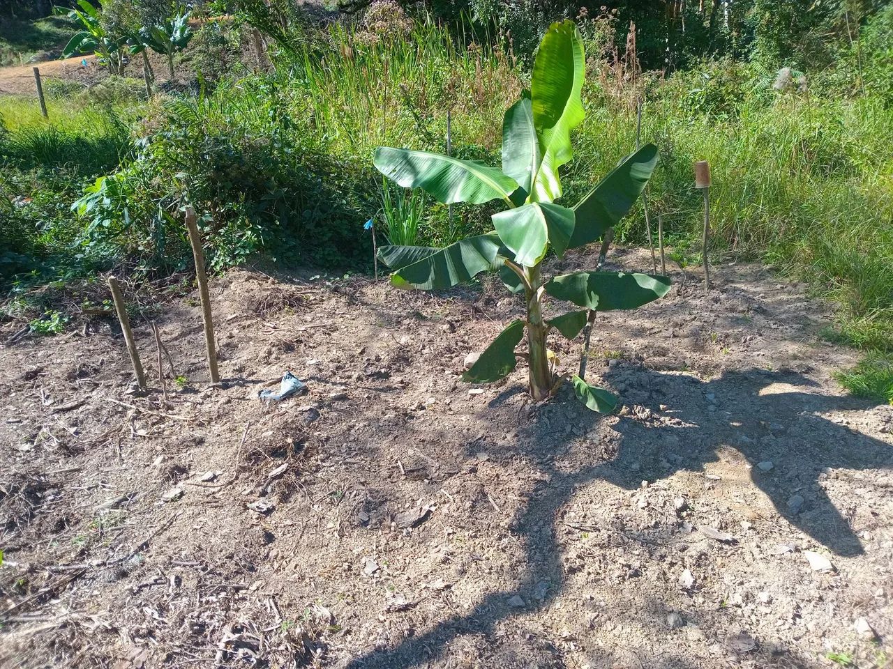 Chacara campina grande do sul - Foto 3