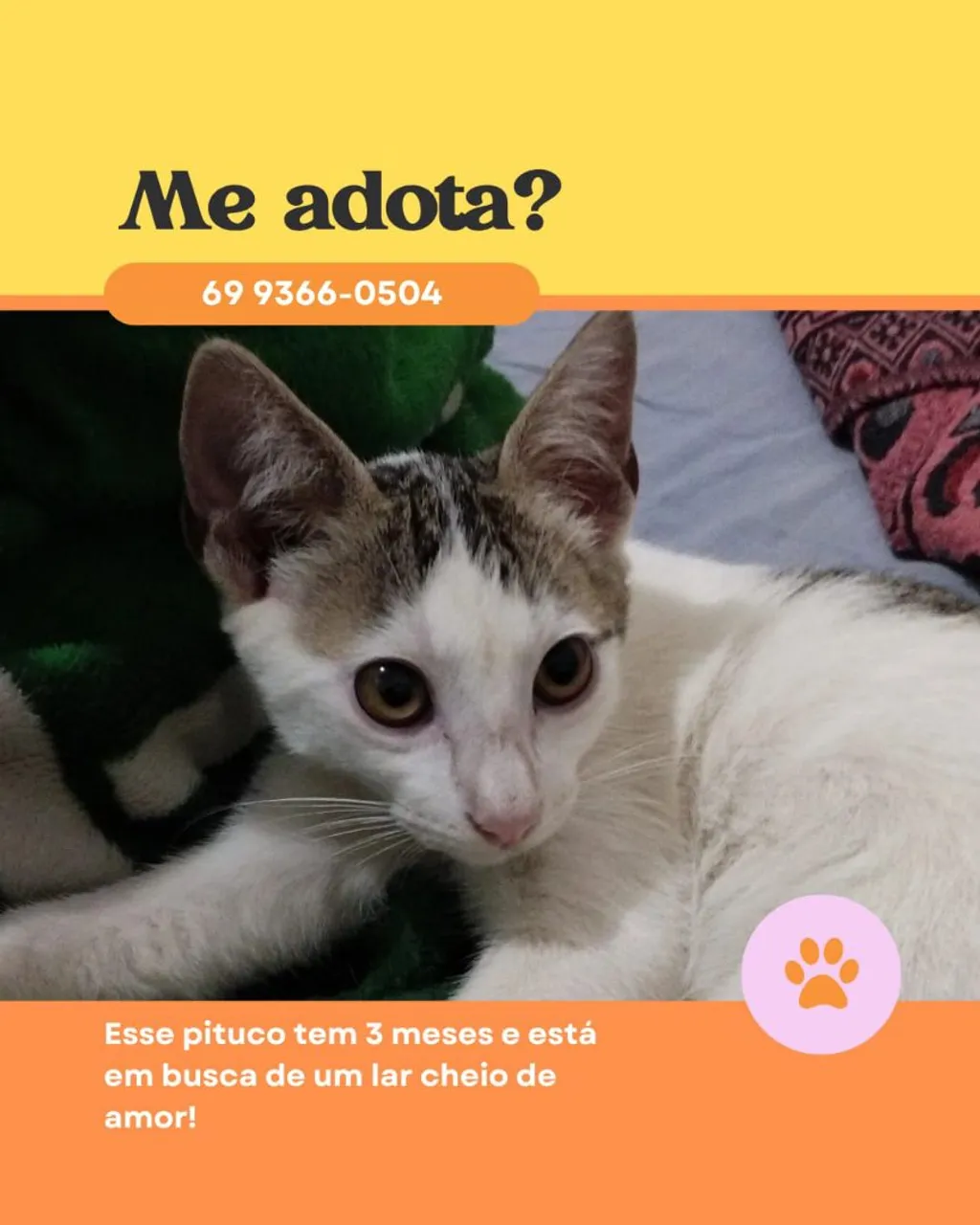 Gatinho para Adoção - Procuro um Lar!