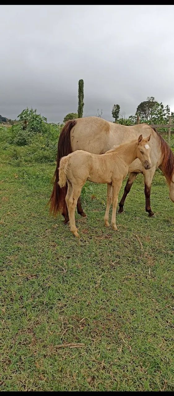 Potro quarto de milha  - Foto 4