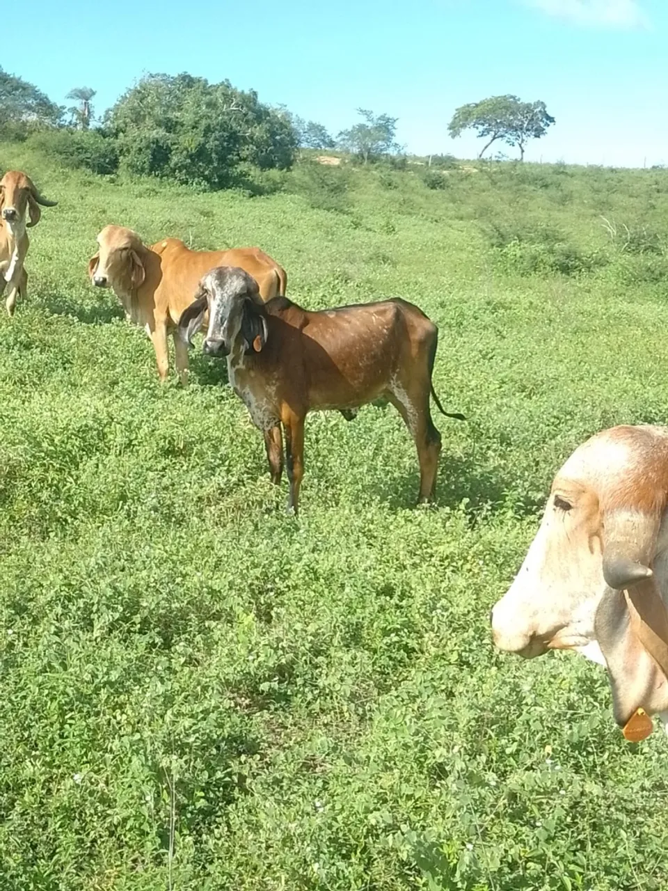2 vacas e 1 boi