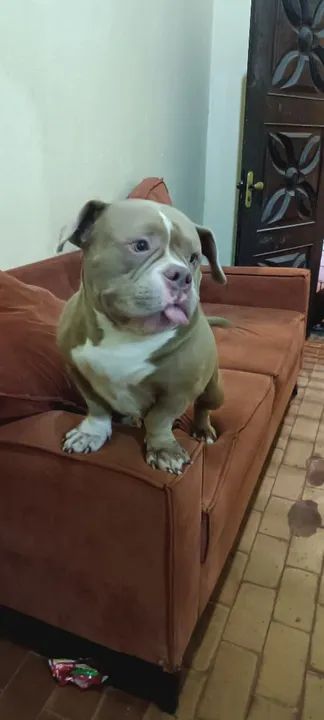 American Bully disponível para cruzamento 