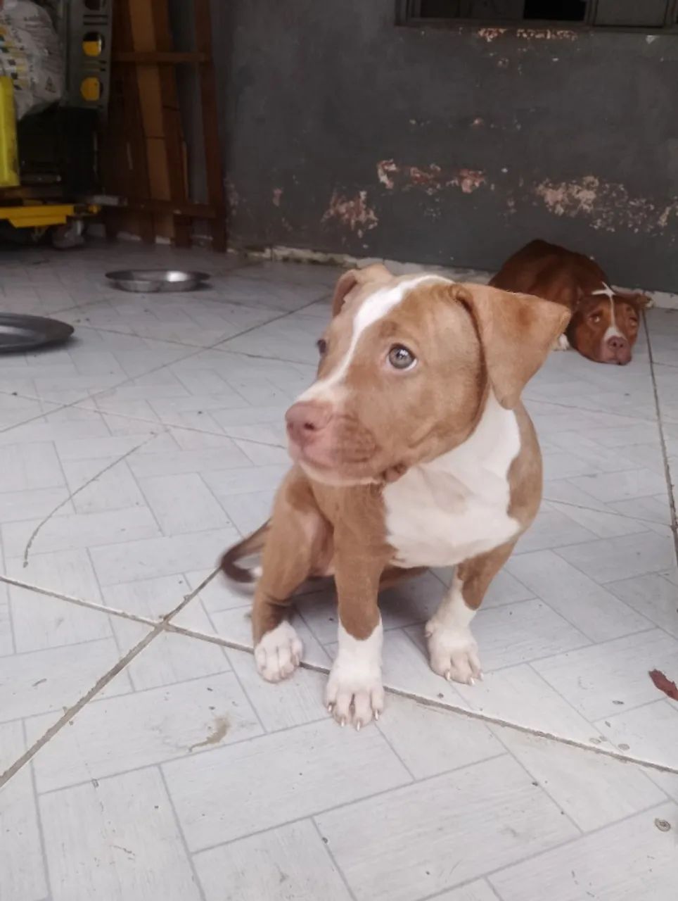 Pitbull 2 meses - Foto 2