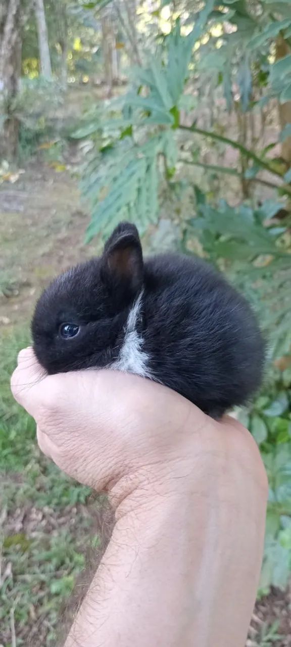 Mini coelho anão de netherland 