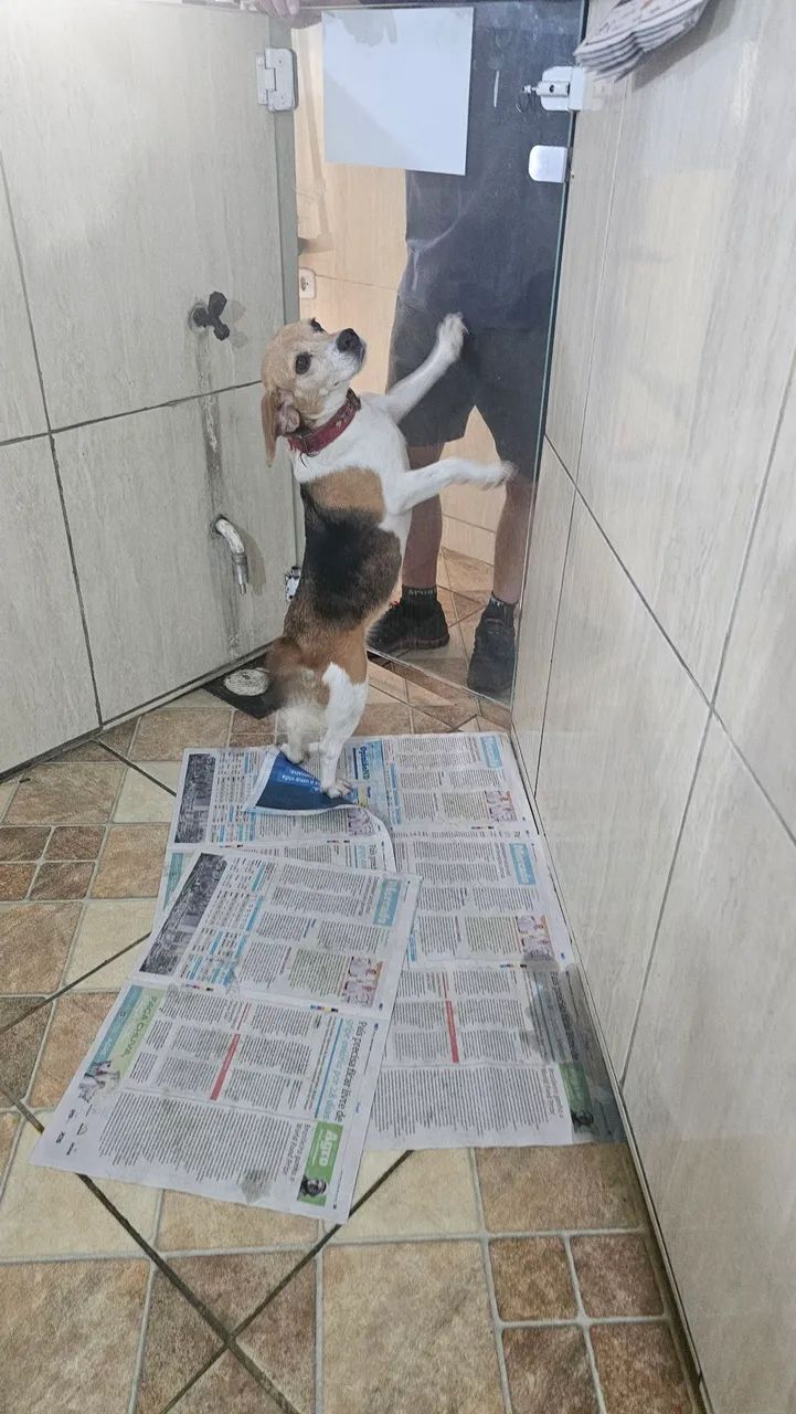 Doação de uma femea de beagle com 6 anos 