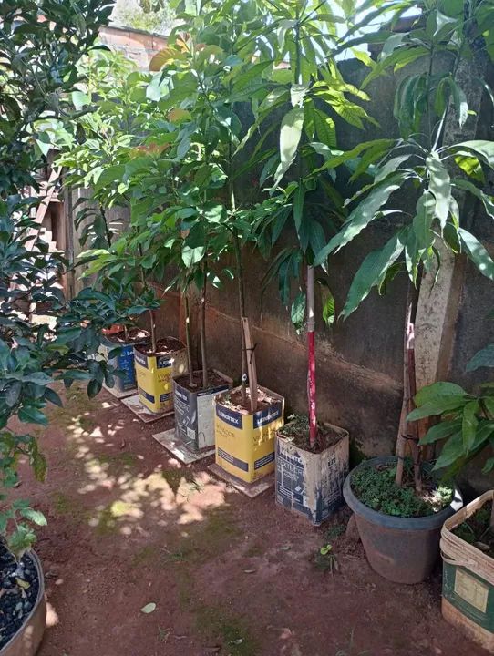 Vende se Mudas vários tipos. 