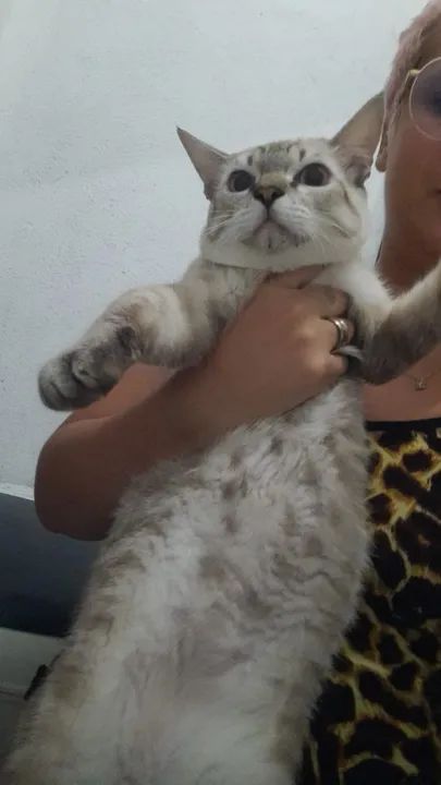 gato para doação adoção  - Foto 2