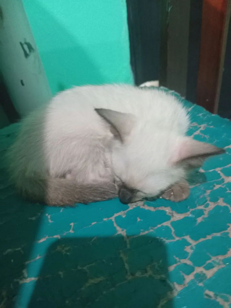 Gatinhos para doação  - Foto 5