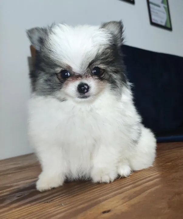 Filhotes de Lulu da Pomerânia - Sptiz Alemão Anão - Foto 3