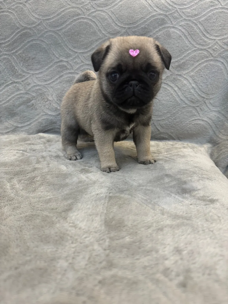 Filhote de Pug fêmea e macho disponível