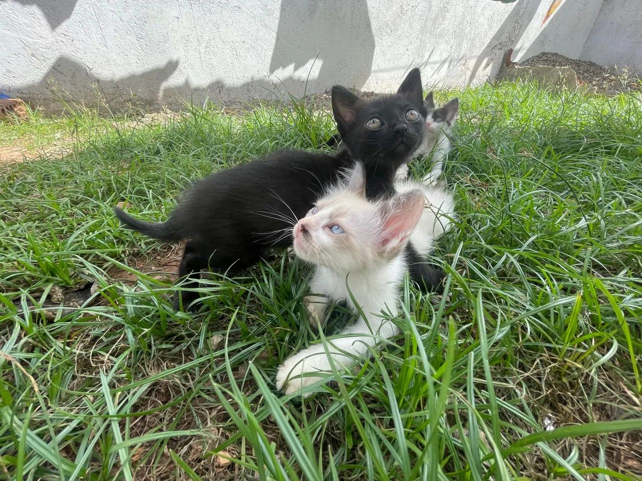 Gatinhos filhotes para doação  - Foto 3