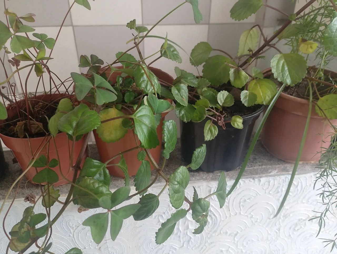 Mudas diversas 5 mudas - Foto 6