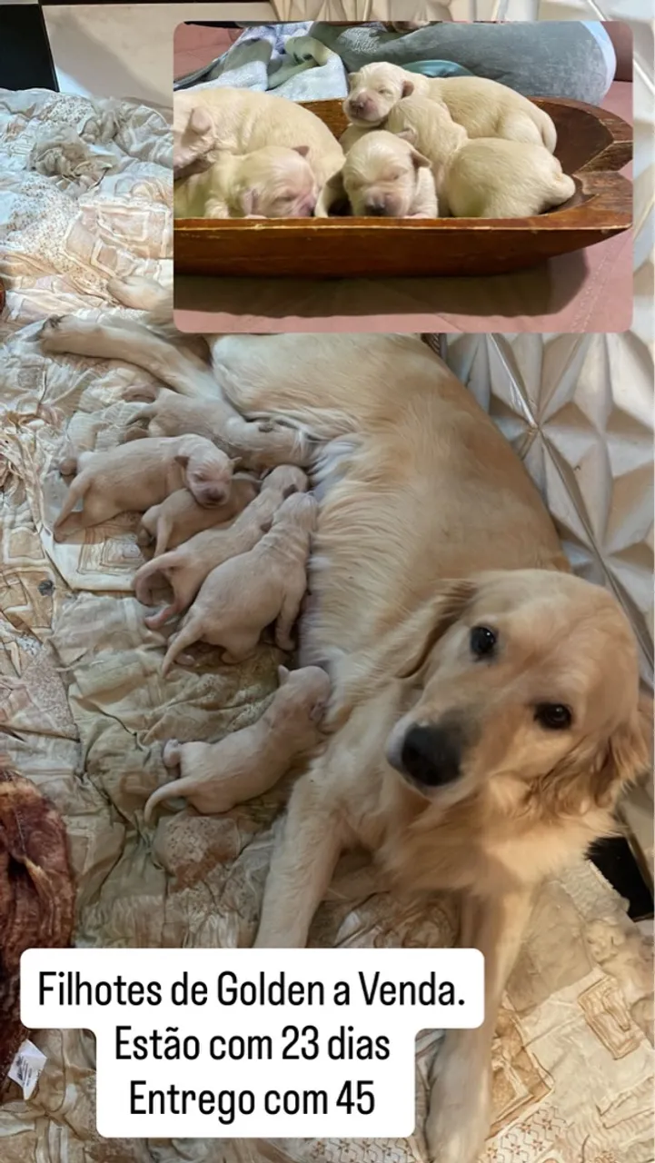 Filhotes Golden Retriever à Venda
