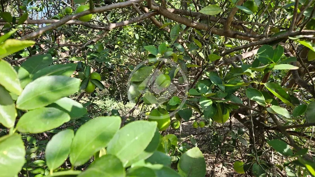 Chácara em Hidrolândia. codigo: 115268 - Foto 5
