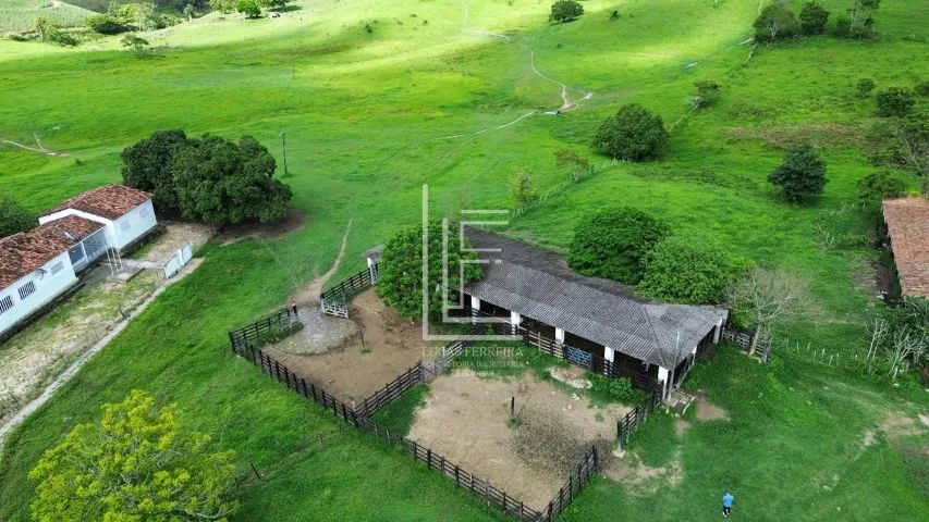 Fazenda totalmente mecanizada de 226 hectares com excelente topografia em São José da Laje - Foto 5