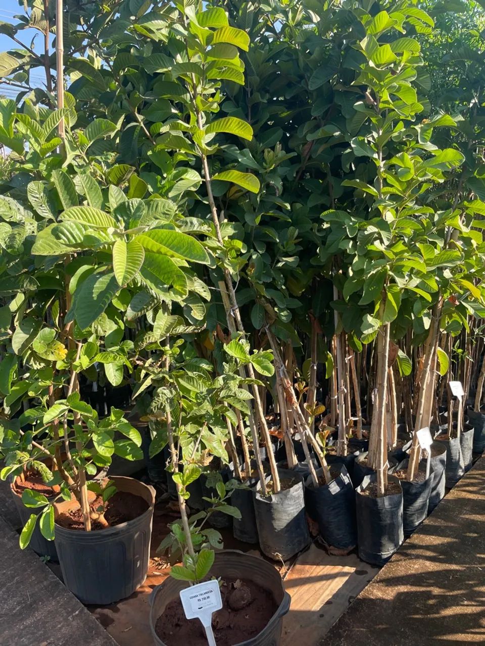 Mudas de Goiaba tailandesa 