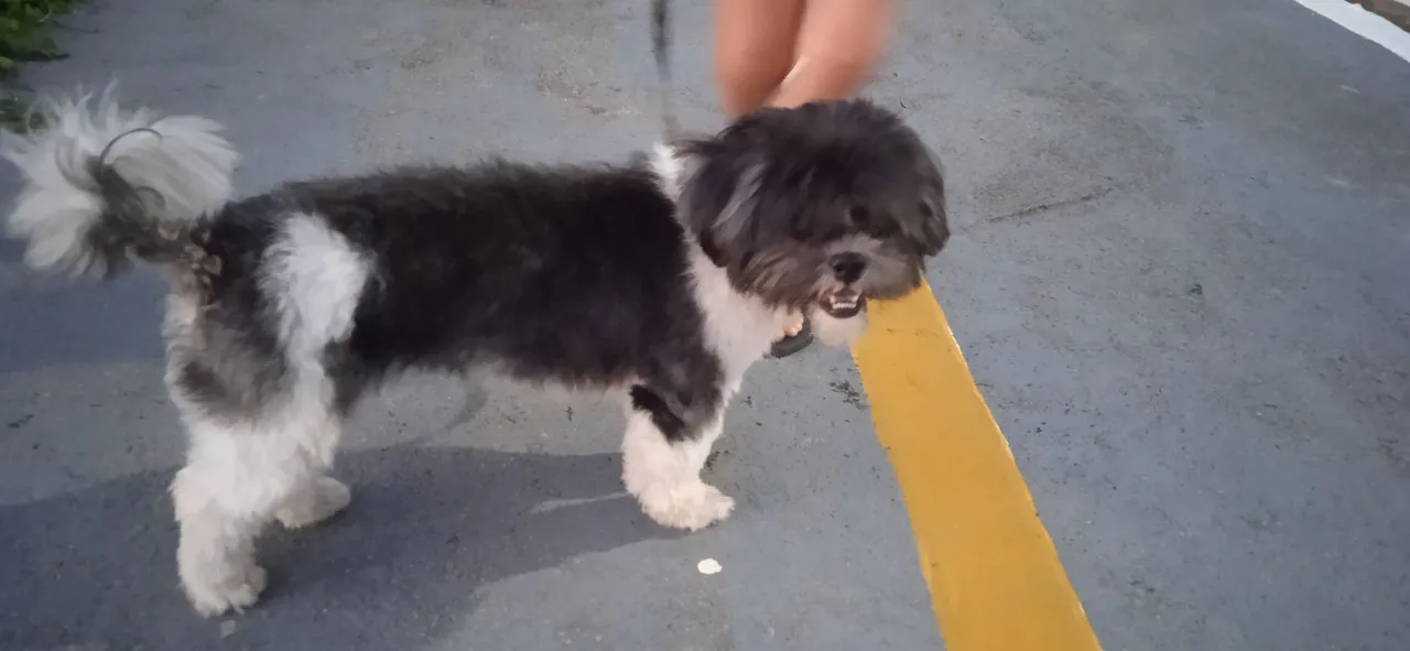 Shih Tzu adorável