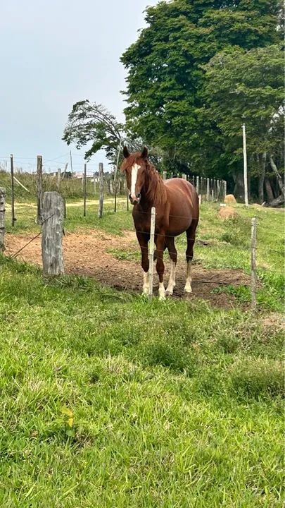 Cavalo Mangalarga Paulista 