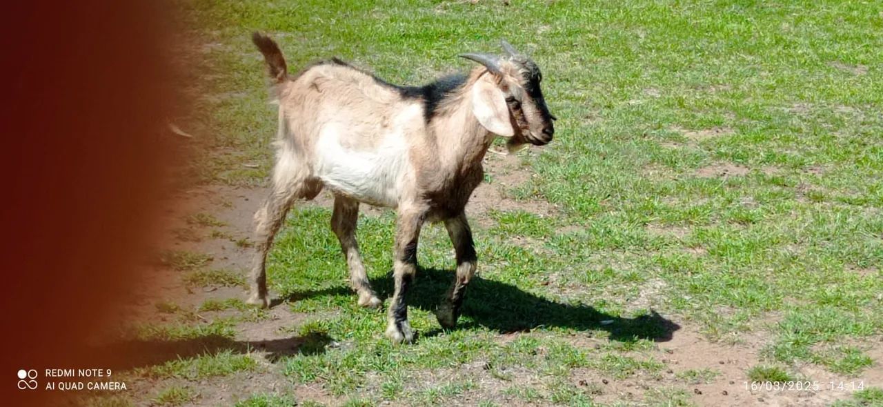 Bodes para venda - Ótimos para criação! - Foto 2