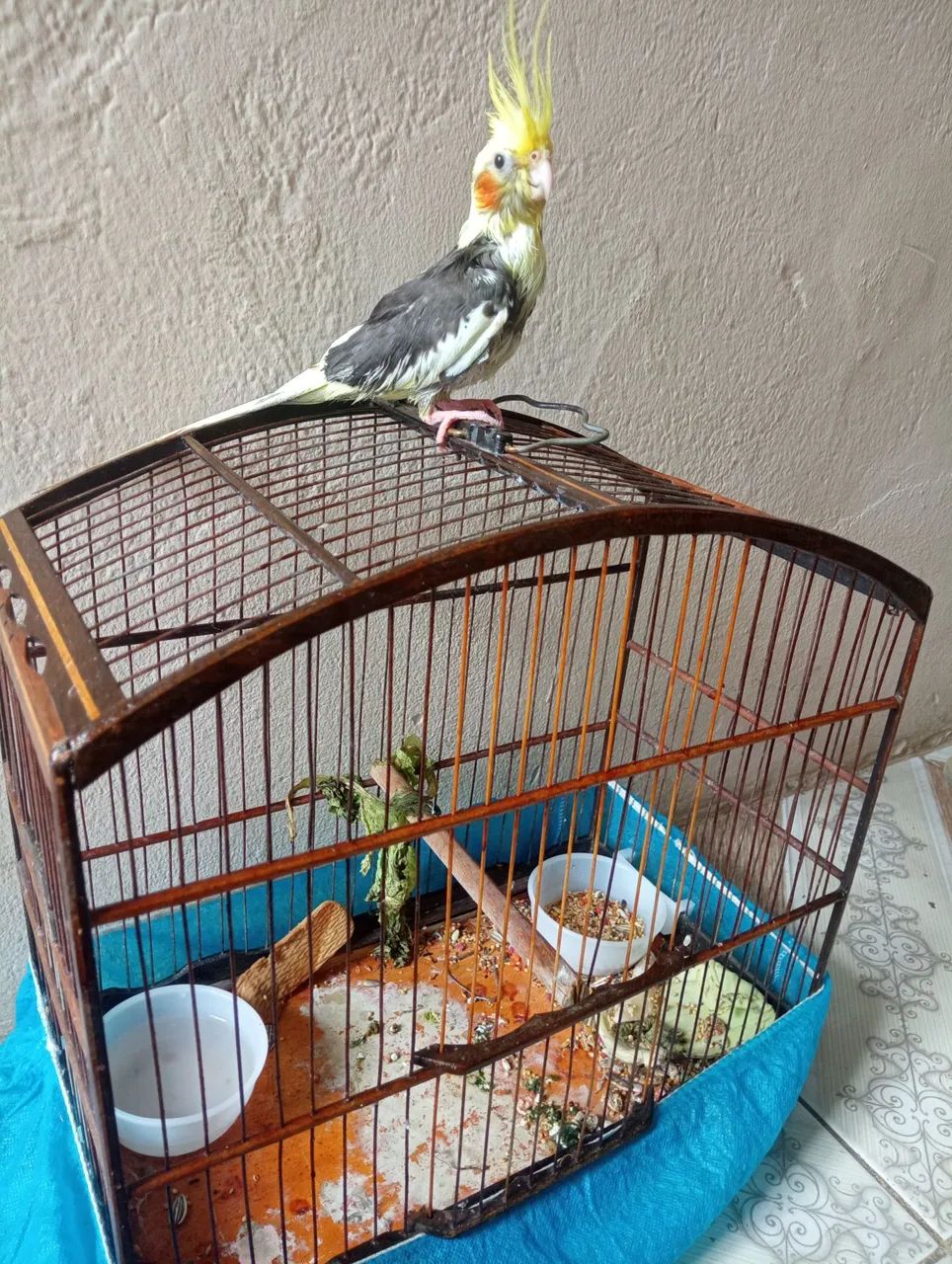 Vende-se uma gaiola