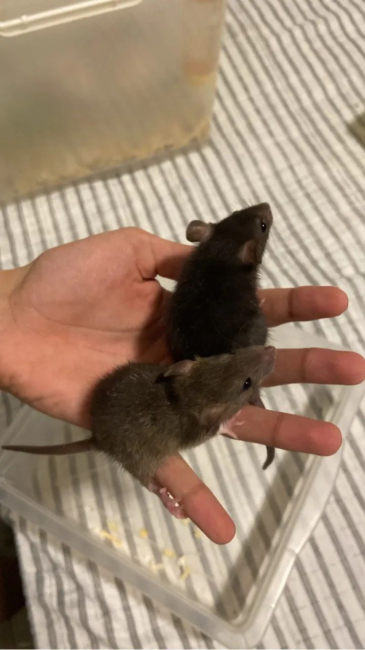Filhotes de rato Twister / Mercol  - Foto 3