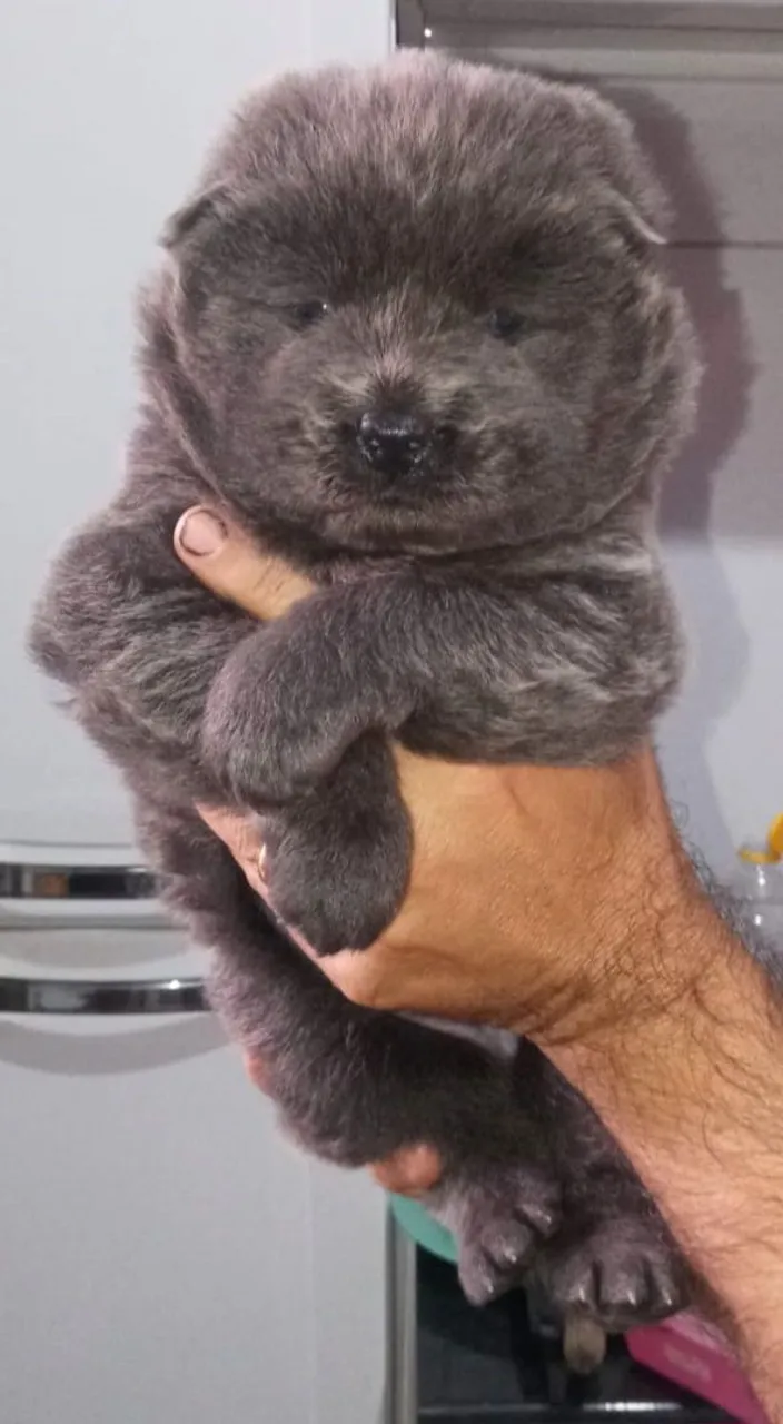 Filhote de Chow Chow disponível para venda!