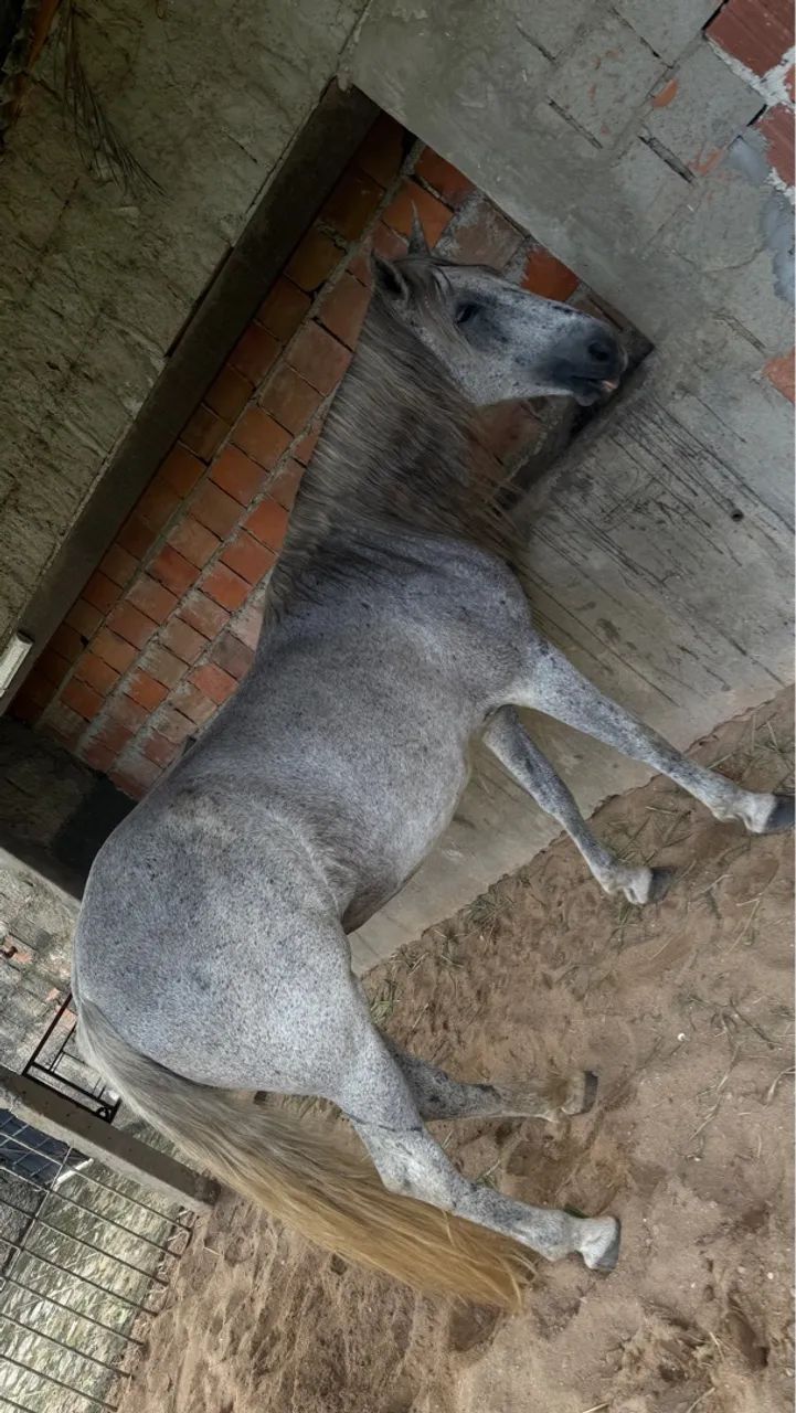 Égua de patrão,Manga Larga,Marcha picada. - Foto 4