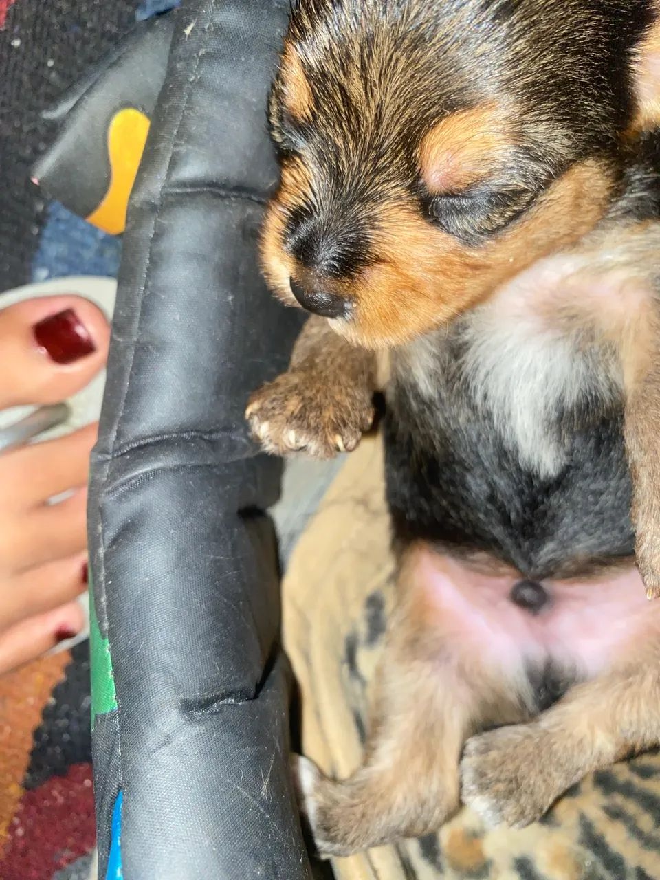 cachorro yorkshire macho  - Foto 4