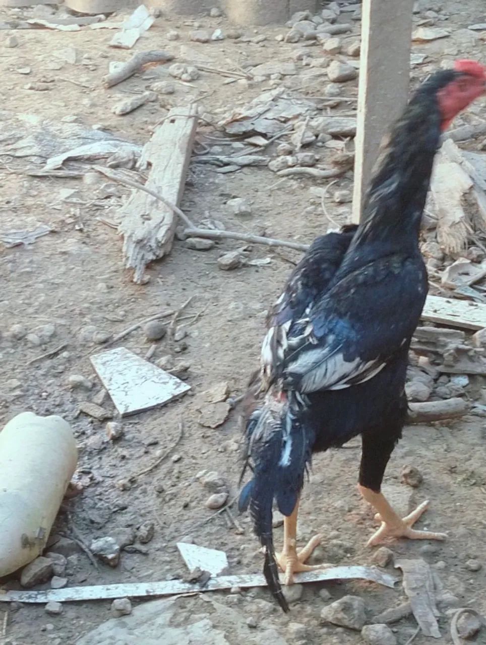 Vendo galinha é frango 
