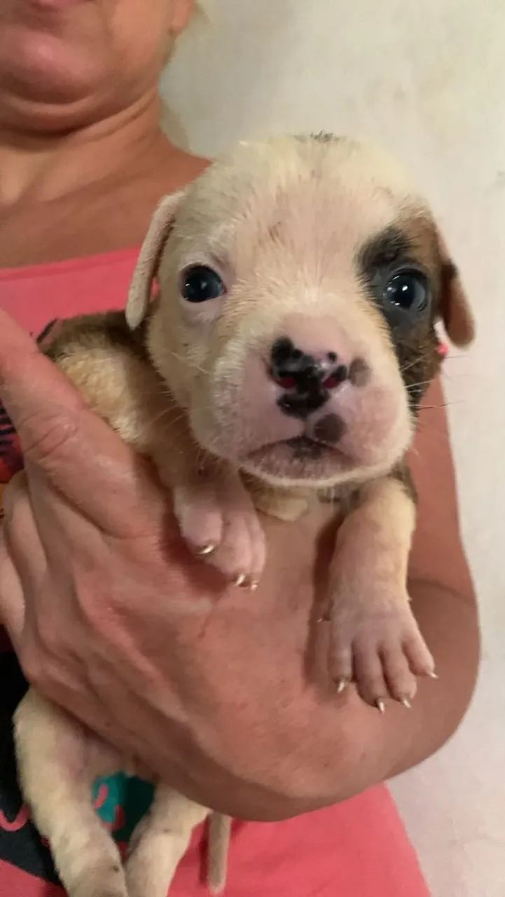 Vendo ou troco filhotes de Pit Bull  - Foto 2