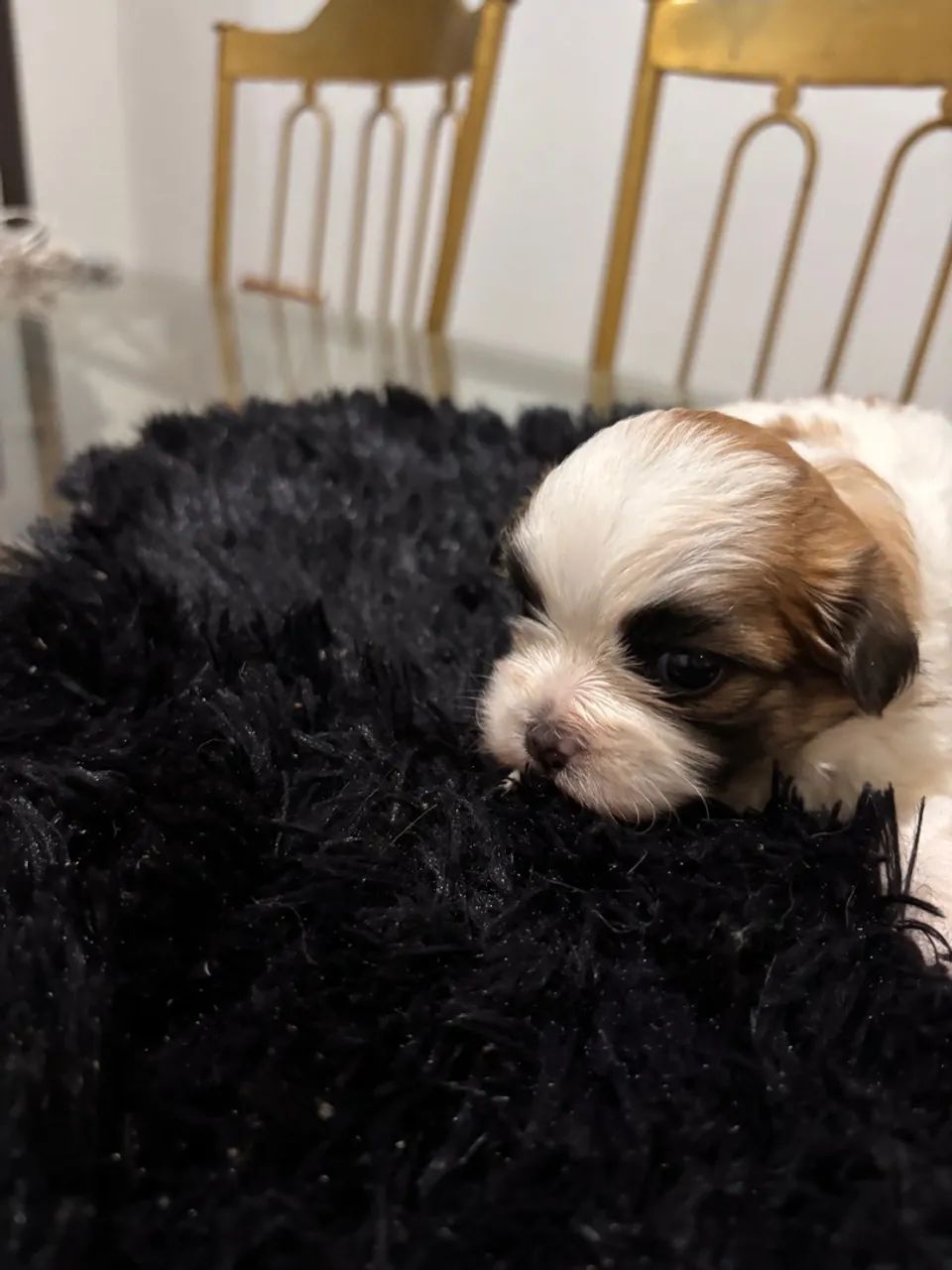 Linda Lhasa APSO  - Foto 3