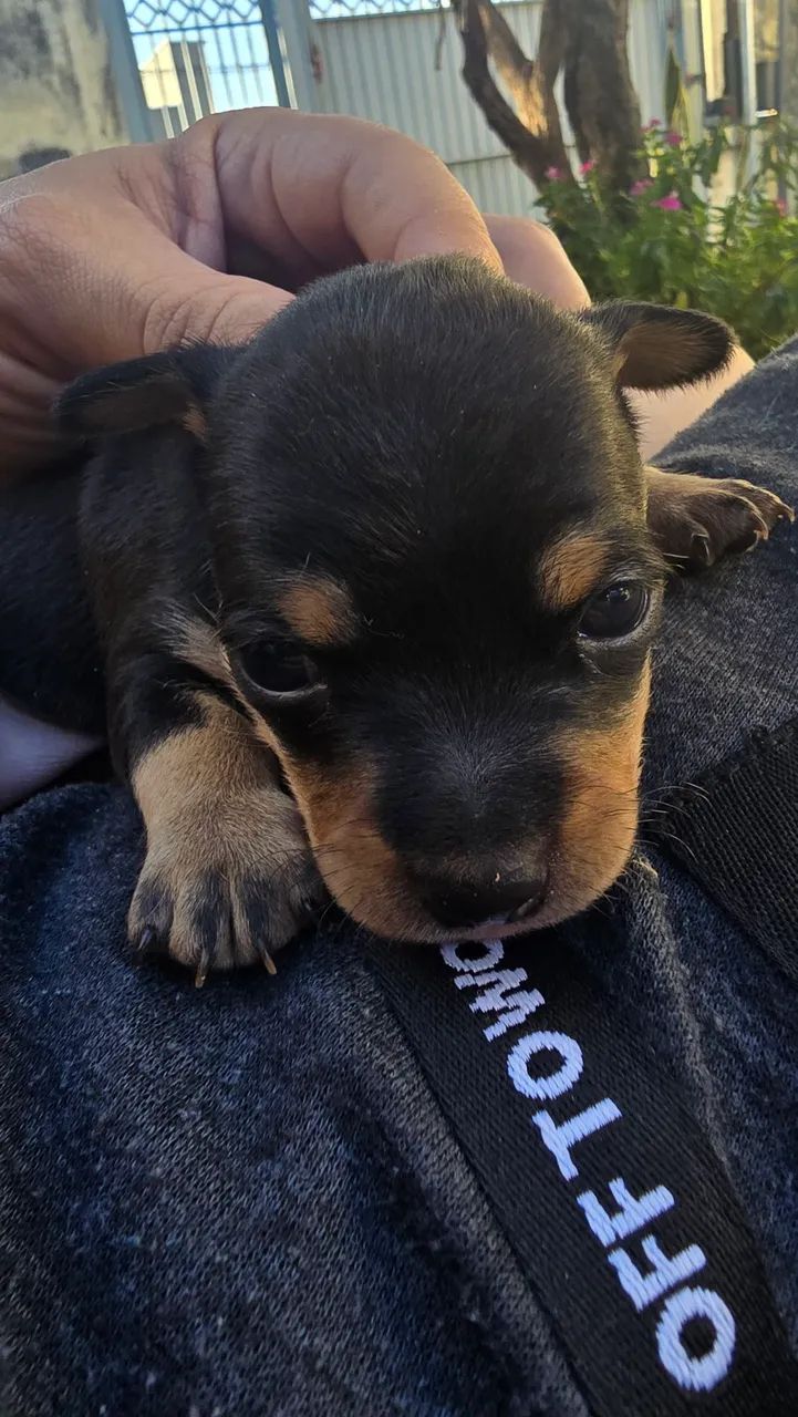 Pinscher Macho 01