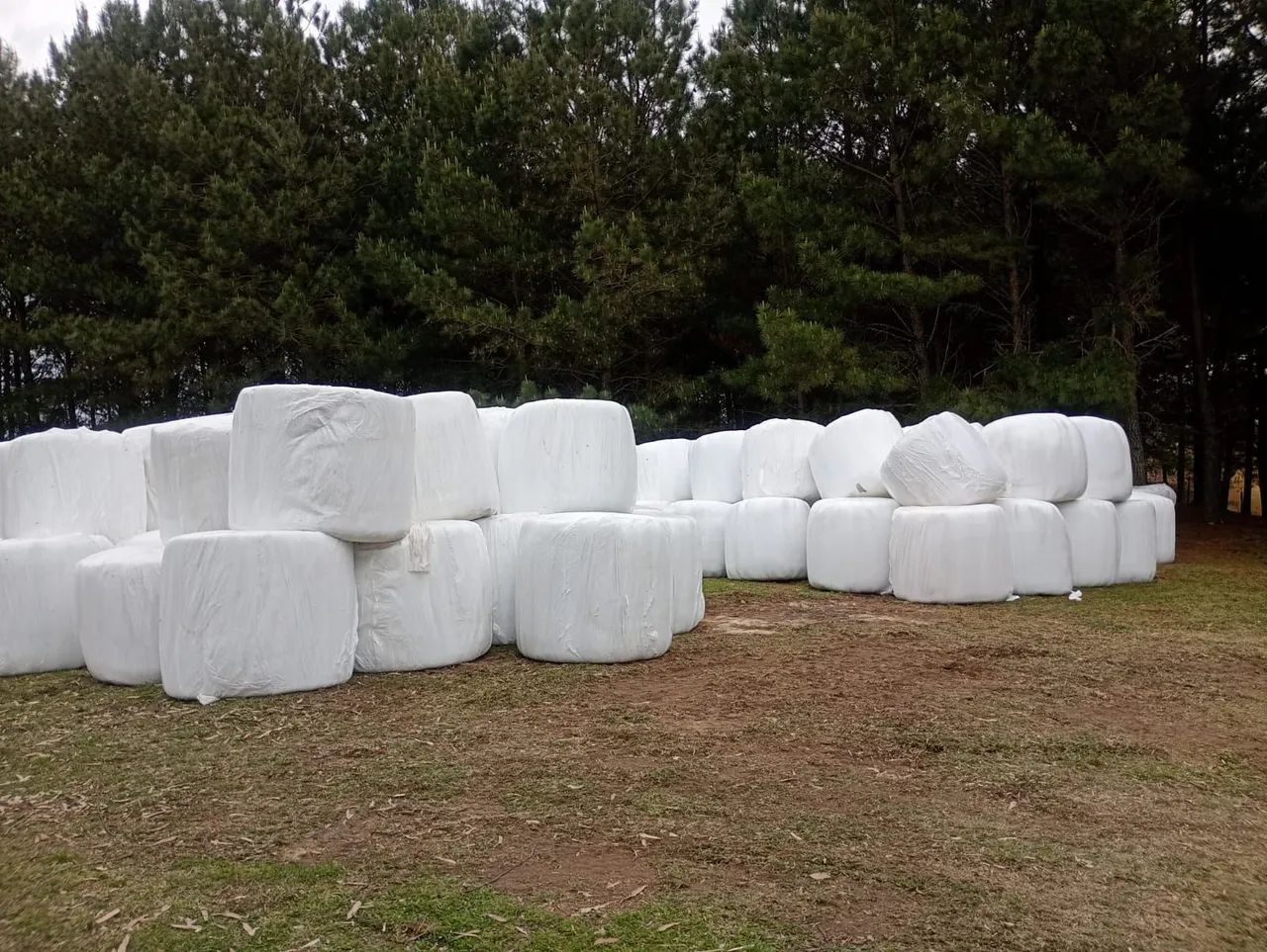  S.C. Pré secado Alimentação Animais Bovino & Equino - Foto 4