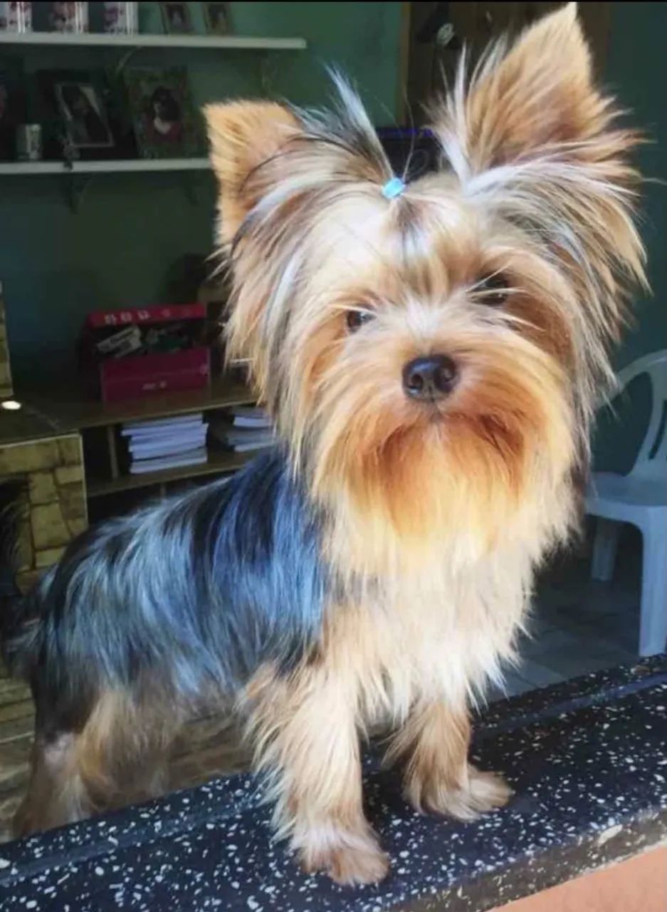 Yorkshire terrier - Foto 2